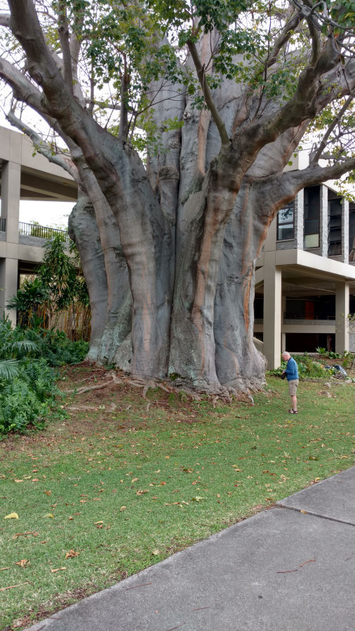 <i>Adansonia</i> Reputed to be the largest Baobab in the USA