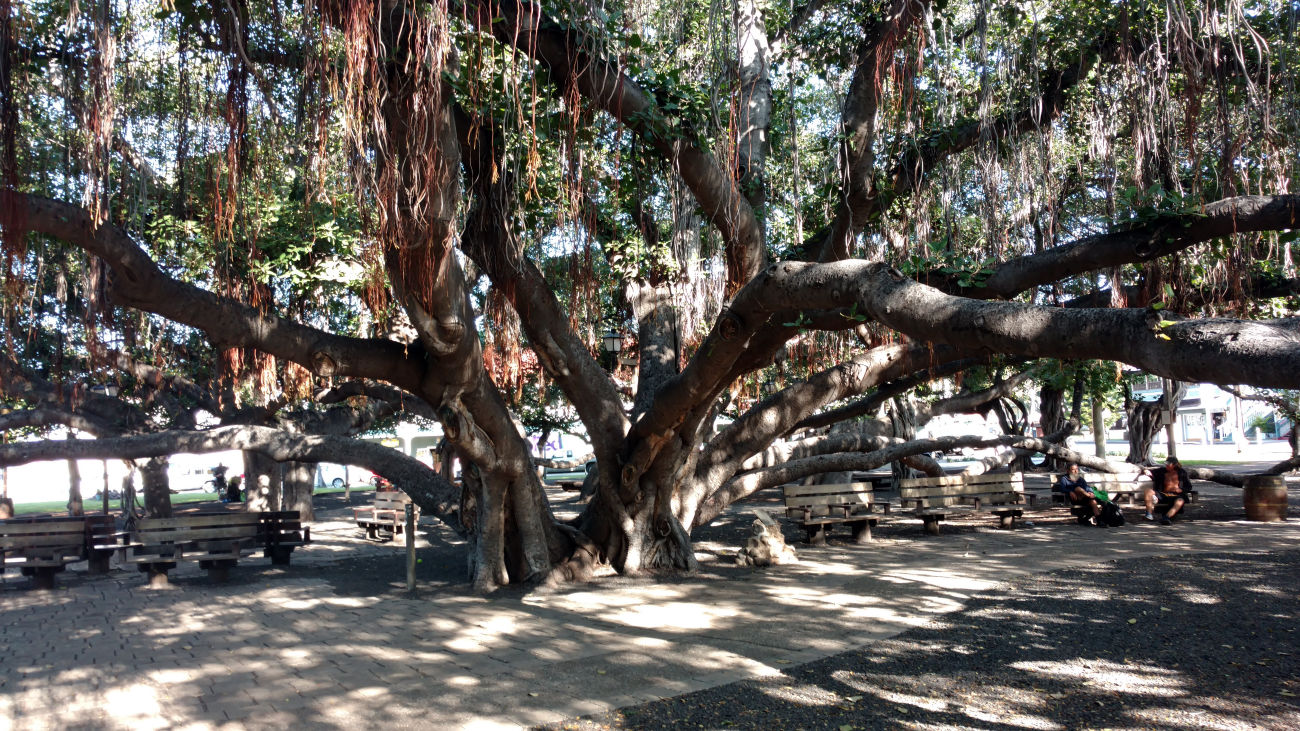 Banyan tree outside the Court House, Lahaina, Maui.