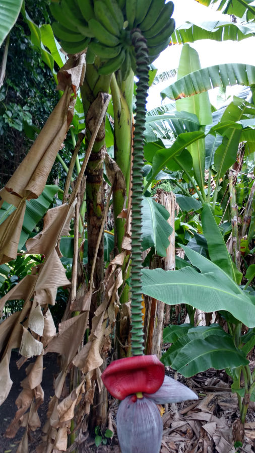 Banana tree, Road to Hana tour, Maui.