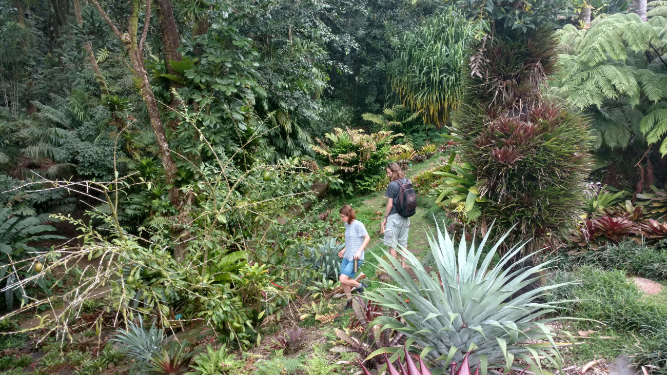 Japanese Garden on the campus of the University of Hawaii.