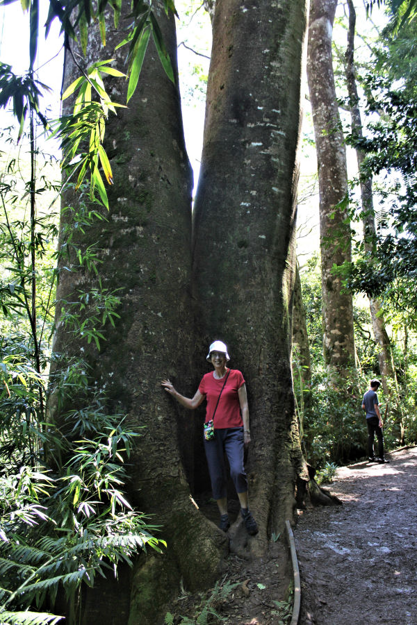 On the Manoa Falls Trail.