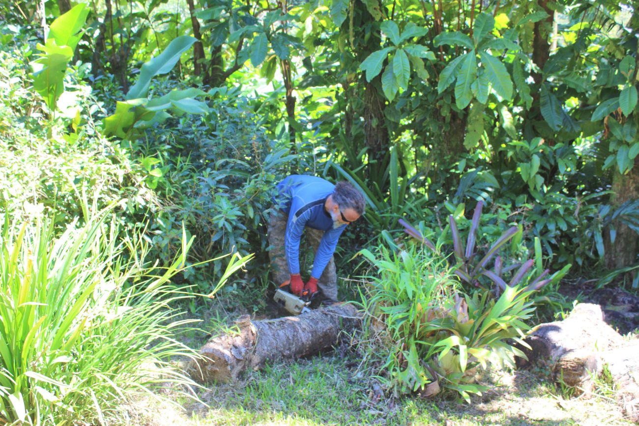 Nathan cutting some turning wood for Tim. Lyon Botanical Garden, Manoa Valley.