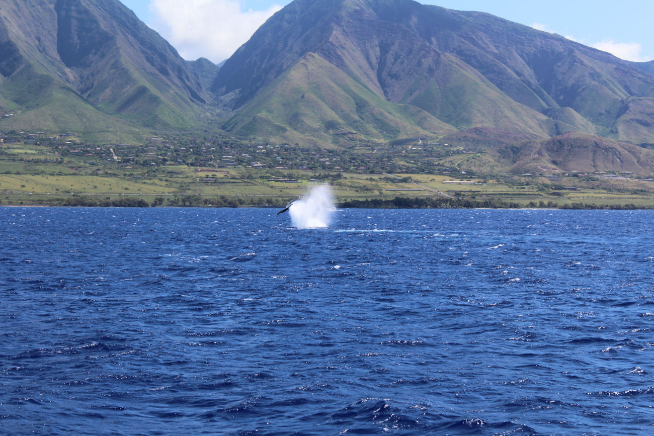 Hump Back Whale watching by boat west of Lahaina, Maui.