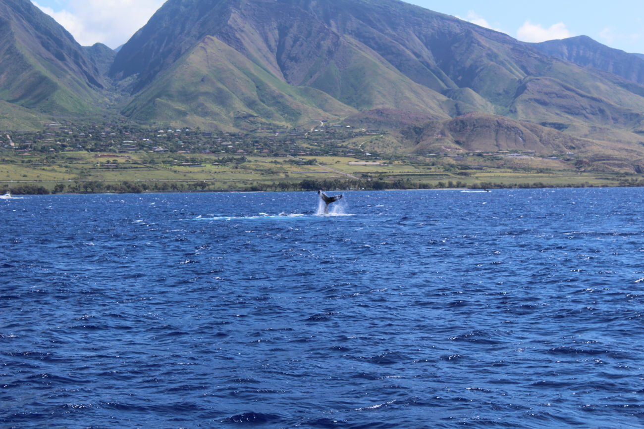 Hump Back Whale watching by boat west of Lahaina, Maui.