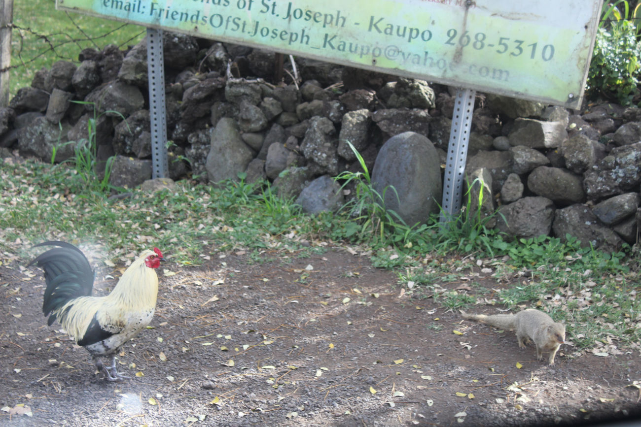 Road to Hana tour, Chicken & Mongoose, Maui.