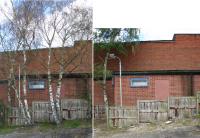 Birch Trees at Mickley Square.