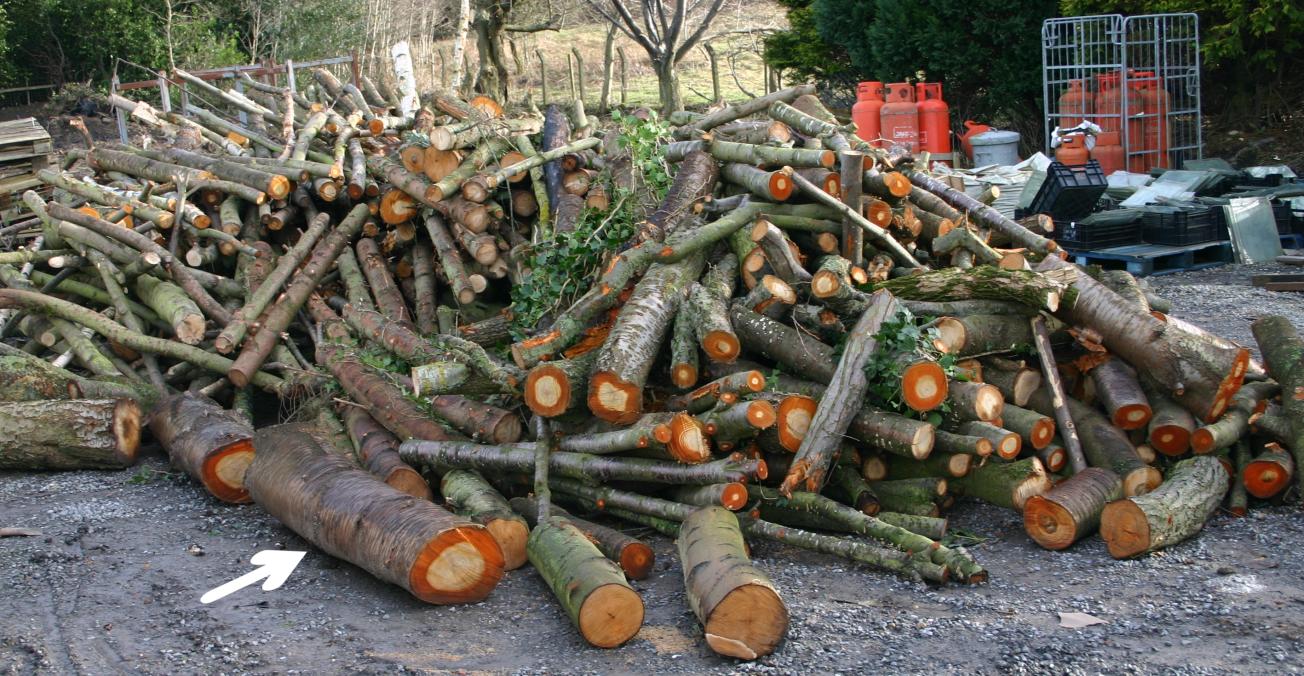 Photograph of cherry & Maple felled on the 2nd February 2011 at Mickley Square, Northumberland, UK.