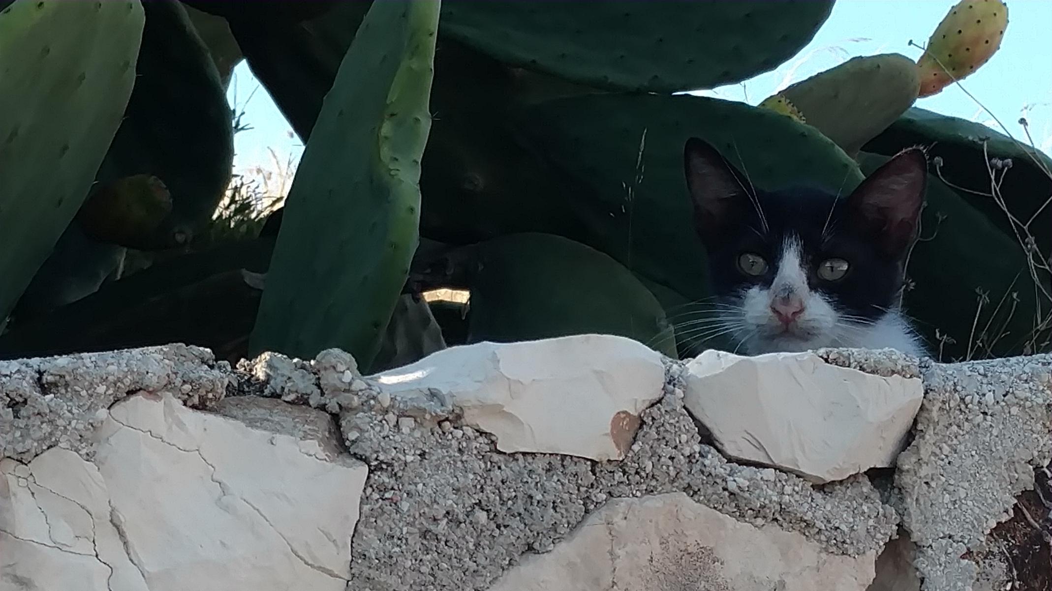 Curious cat on the quayside at Fiskardo, Kefalonia, 9th Sept 2018.