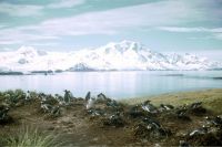 A colony of Gentoo Penguins approximately 500 metres south-west of our main camp site on Annenkov Island. The mountains on South Georgia are visible in the background. December 1972.