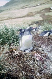 Gentoo Penguin with chicks on a Tussock turf nest, part of a large colony approximately 500 metres south-west of our main camp site on Annenkov Island. Late December 1972.