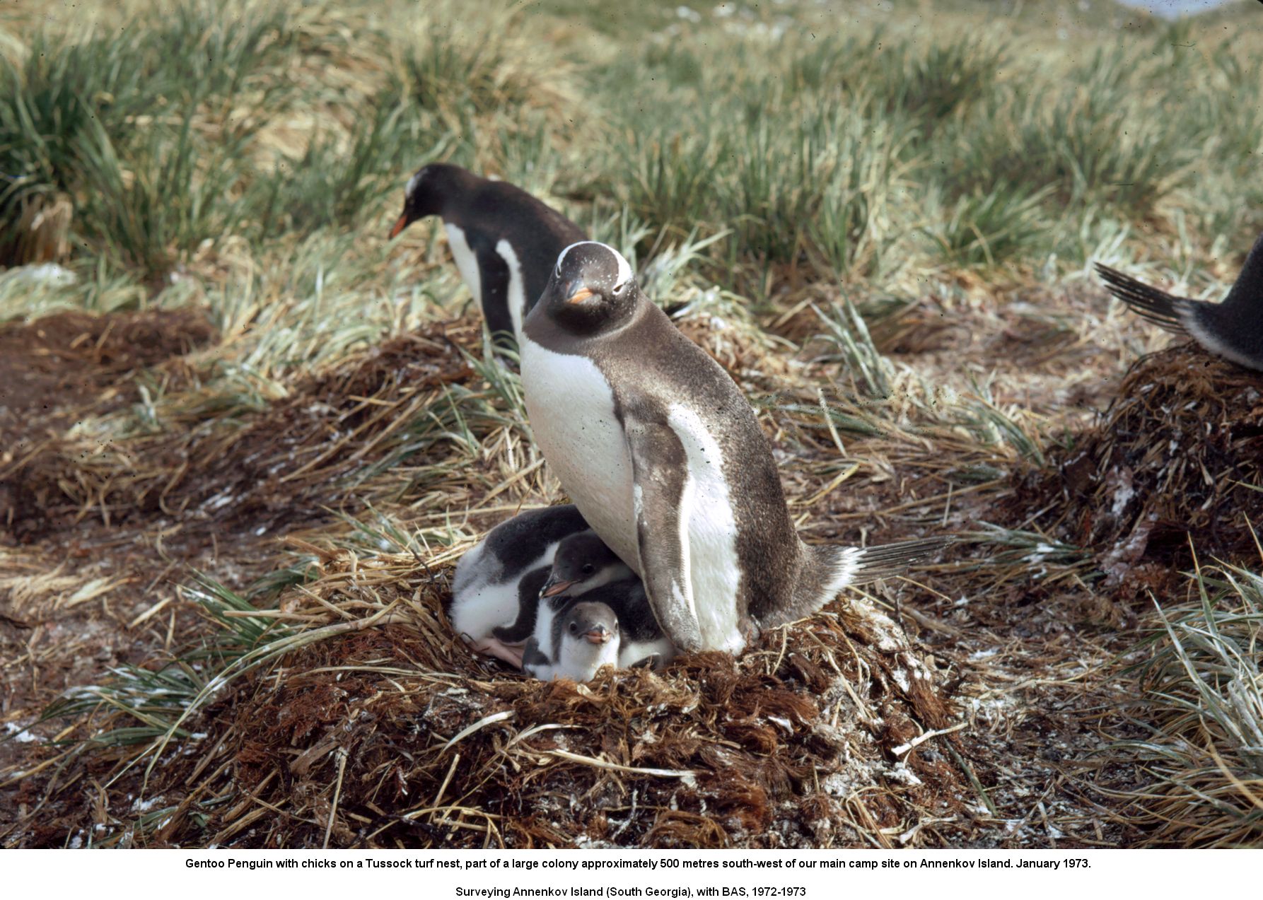 Gentoo Penguin with chicks on a Tussock turf nest, part of a large colony approximately 500 metres south-west of our main camp site on Annenkov Island. January 1973.