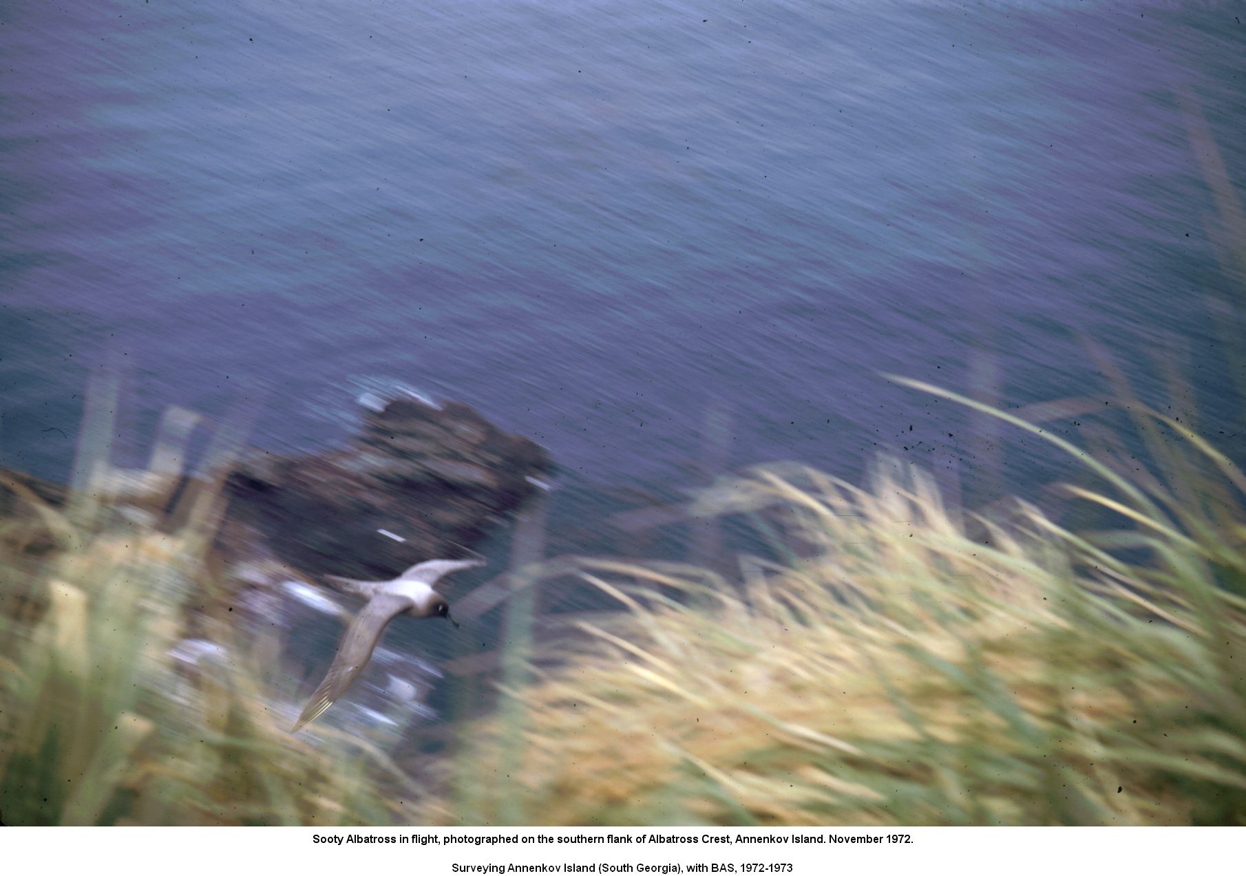 Sooty Albatross in flight, photographed on the southern flank of Albatross Crest, Annenkov Island. November 1972.