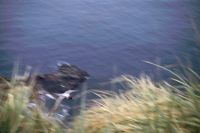 Sooty Albatross in flight, photographed on the southern flank of Albatross Crest, Annenkov Island. November 1972.