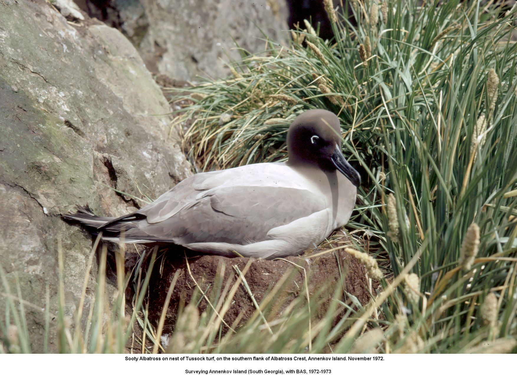 Sooty Albatross on nest of Tussock turf, on the southern flank of Albatross Crest, Annenkov Island. November 1972.