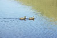 A pair of South Georgia pintails, swimming in the freshwater Fan Lake, Annenkov Island. January 1973.