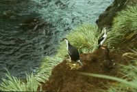 A pair of South Georgia shags, on their nest of Tussock turf on the south-eastern coast (near Spilite Arch) of Annenkov Island. January 1973.