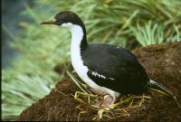 A South Georgia shag, on a nest of Tussock turf. South-eastern coast (near Spilite Arch) of Annenkov Island. January 1973.