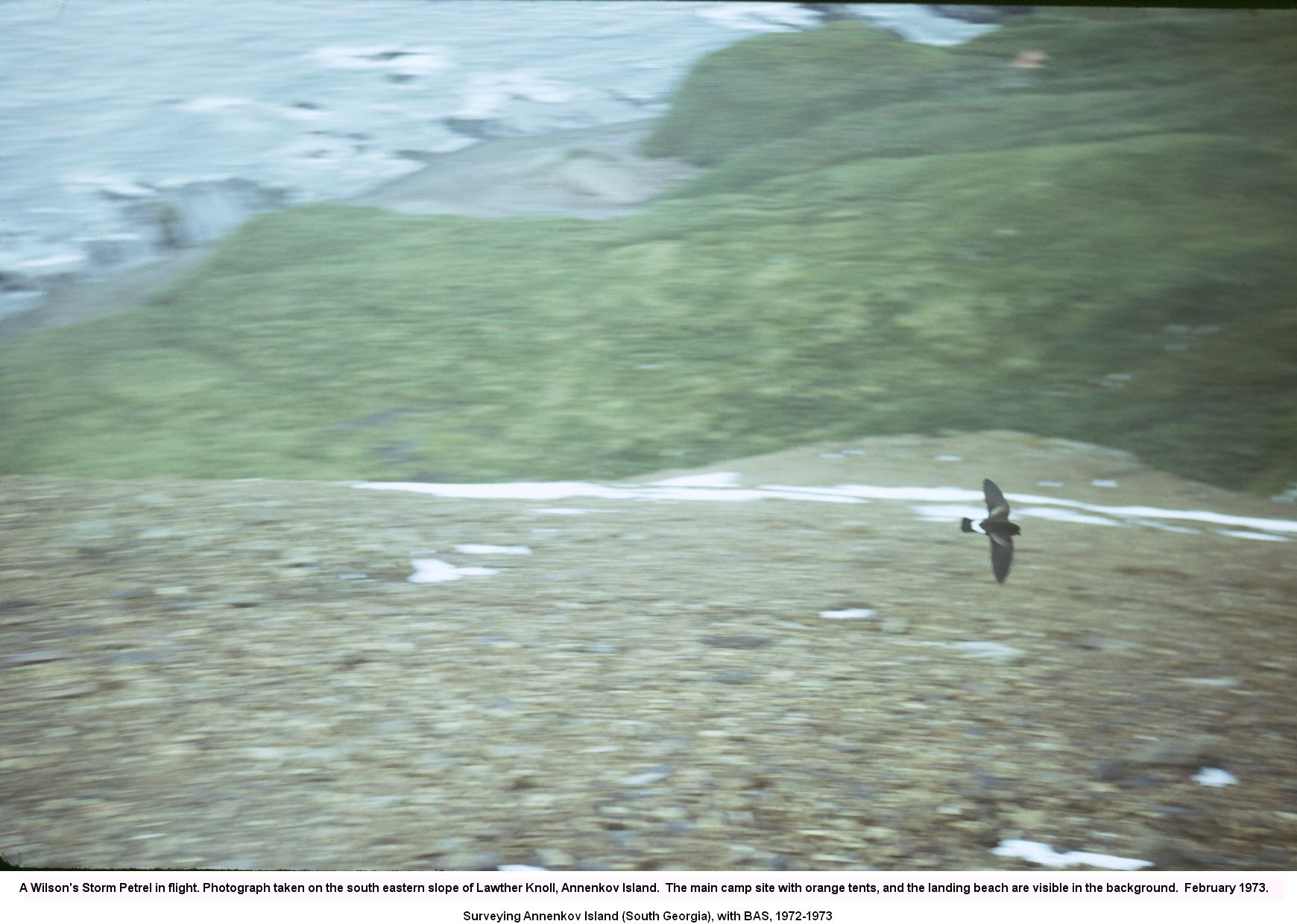 A Wilson's Storm Petrel in flight. Photograph taken on the south eastern slope of Lawther Knoll, Annenkov Island.  The main camp site with orange tents, and the landing beach ae visible in the background.  February 1973.