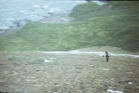 A Wilson's Storm Petrel in flight. Photograph taken on the south eastern slope of Lawther Knoll, Annenkov Island. The main camp site with orange tents, and the landing beach ae visible in the background. February 1973.