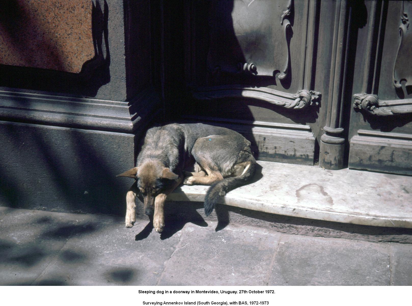 Sleeping dog in a doorway in Montevideo, Uruguay. 27th October 1972.