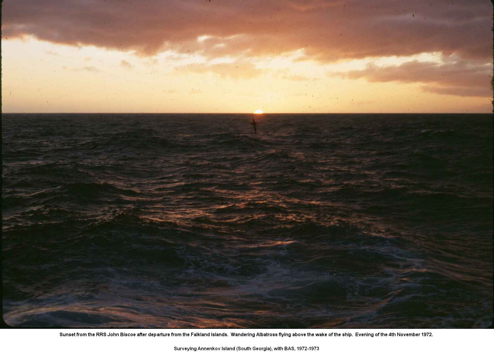 Sunset from the RRS John Biscoe after departure from the Falkland Islands.  Wandering Albatross flying above the wake of the ship.  Evening of the 4th November 1972.