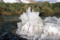 Ice covered leaves of Tussock Grass at King Edward Point, South Georgia. 9th November 1972.