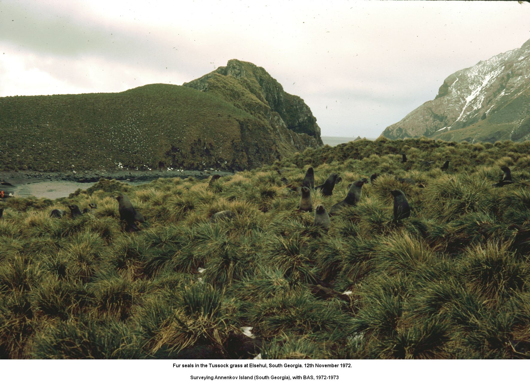 Fur seals in the Tussock grass at Elsehul, South Georgia. 12th November 1972.