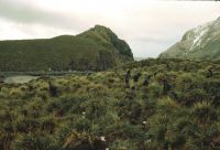 Fur seals in the Tussock grass at Elsehul, South Georgia. 12th November 1972.