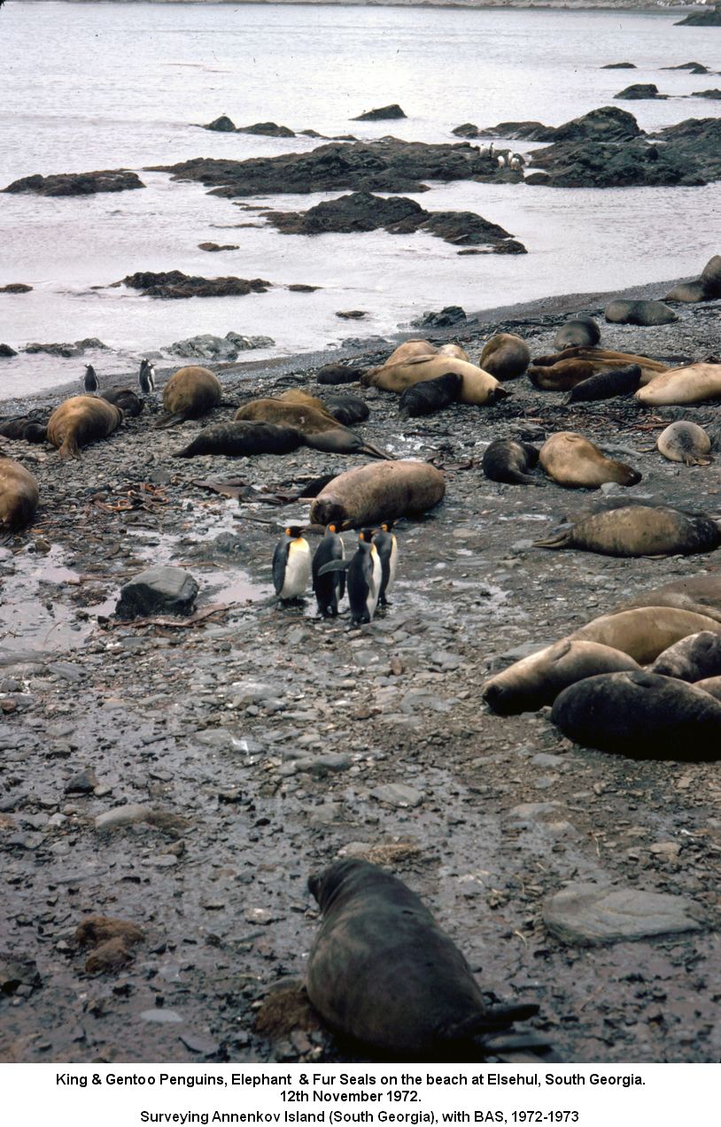 King & Gentoo Penguins, Elephant & Fur Seals on the beach at Elsehul, South Georgia. 12th November 1972.