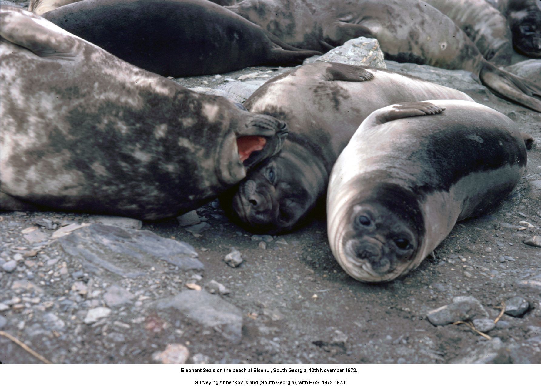 Elephant Seals on the beach at Elsehul, South Georgia. 12th November 1972.