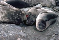 Elephant Seals on the beach at Elsehul, South Georgia. 12th November 1972.