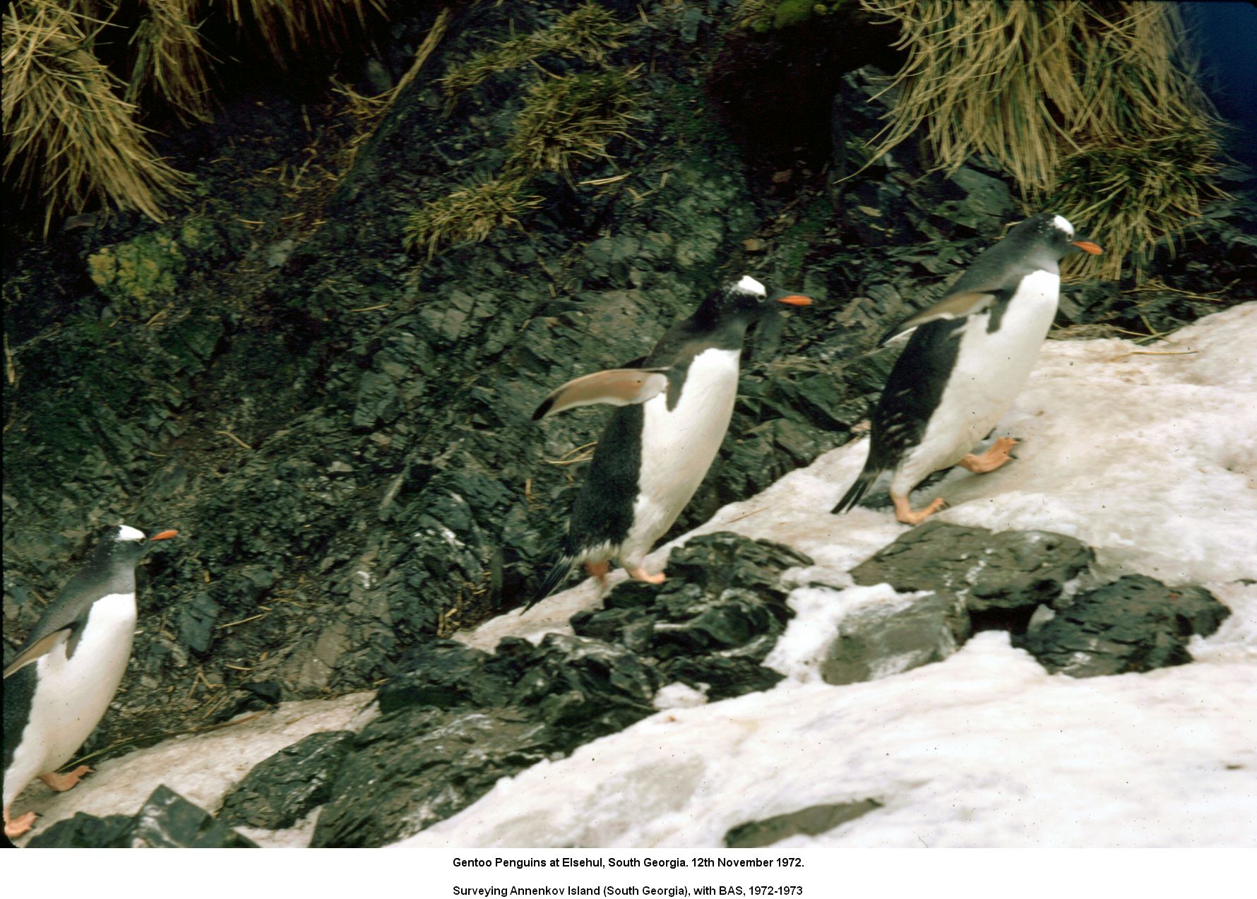 Gentoo Penguins at Elsehul, South Georgia. 12th November 1972.