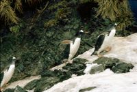 Gentoo Penguins at Elsehul, South Georgia. 12th November 1972.