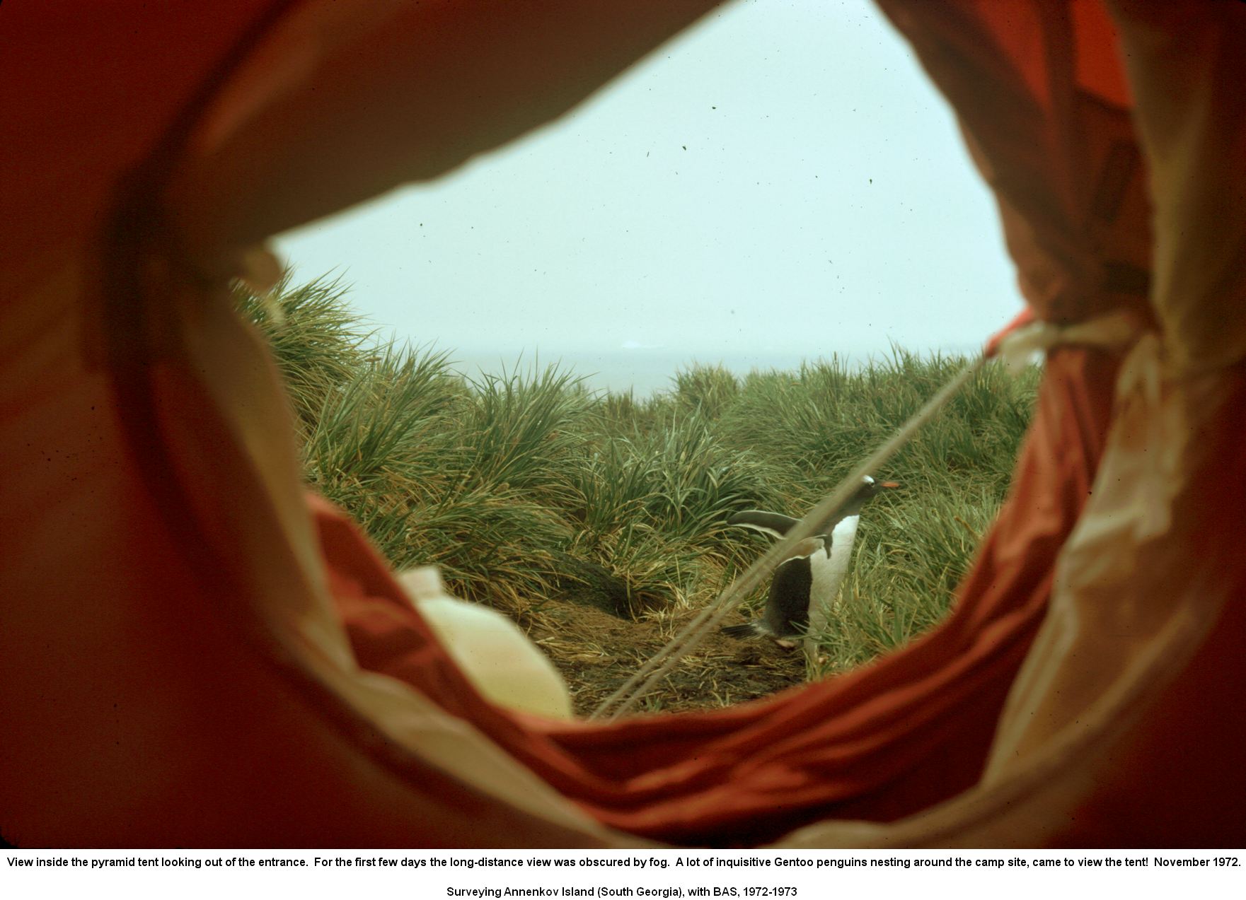 View inside the pyramid tent looking out of the entrance.  For the first few days the long-distance view was obscured by fog.  A lot of inquisitive Gentoo penguins nesting around the camp site, came to view the tent!  November 1972.